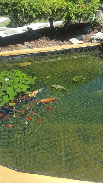 Filet de bassin 3 m x 4 m noir noir, filet d'étang à poisson, filet à  feuilles, filet, filet de protection contre les oiseaux, robuste