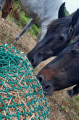 Filet à foin en forme de sac - Mailles en fonction du stock - ∅ 5 mm - Déstockage