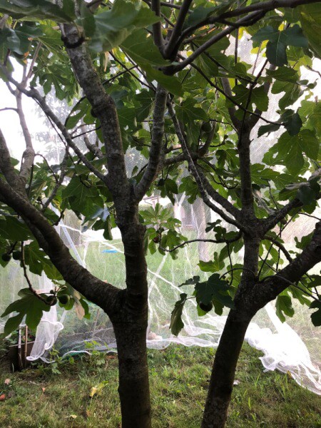 Filet de protection pour arbres fruitiers - 5,2 x 5 m - Webshop - Matelma